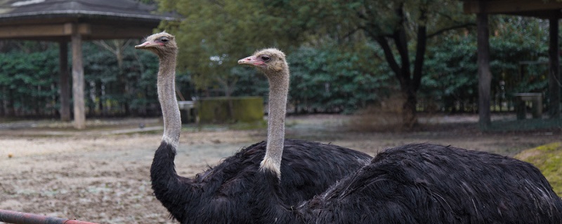 鸸鹋怎么读拼音
