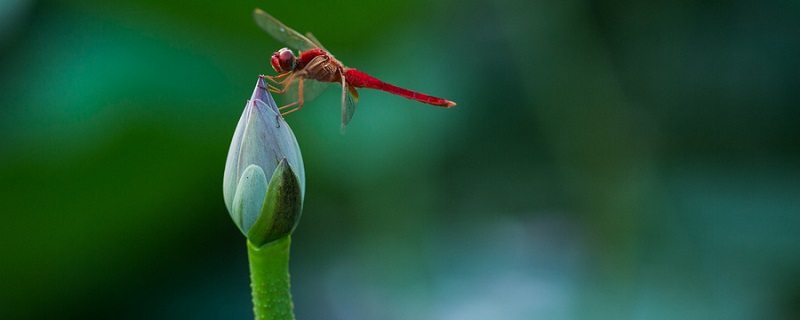 描写夏天荷塘美丽景色的诗句