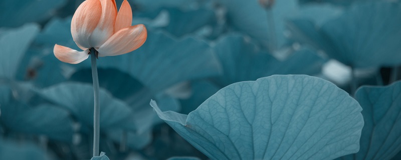 荷花的品质是什么