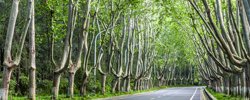 叶圣陶的梧桐子告诉我们什么道理