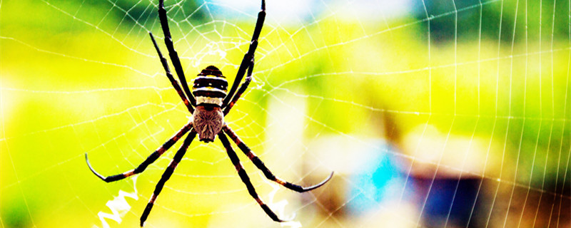 昆虫记蟹蛛主要讲了什么