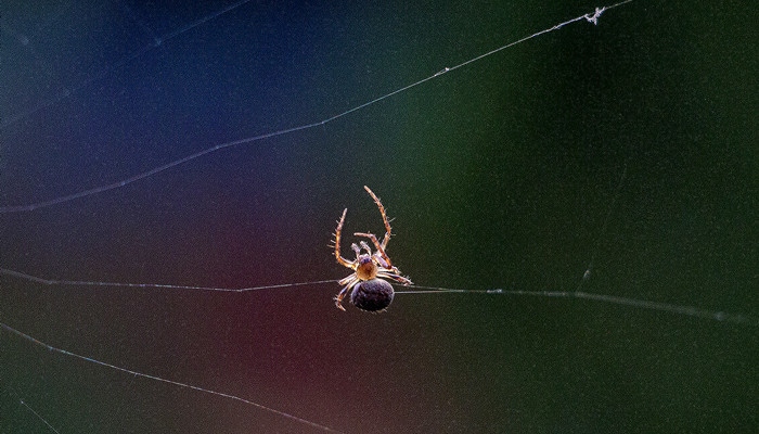 昆虫记蟹蛛概括内容