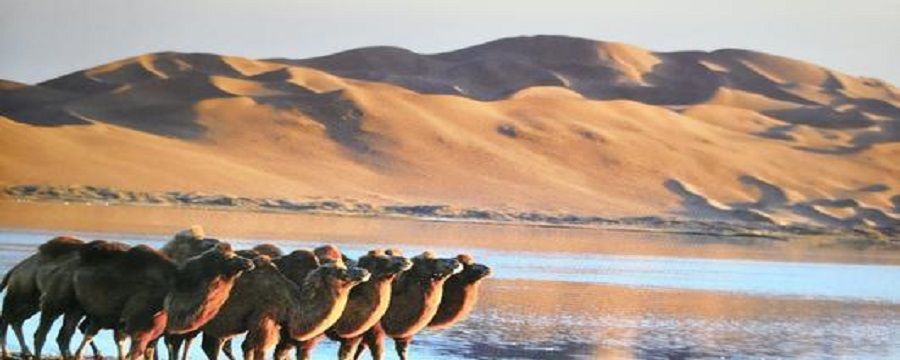 中国骆驼群体分布在哪里