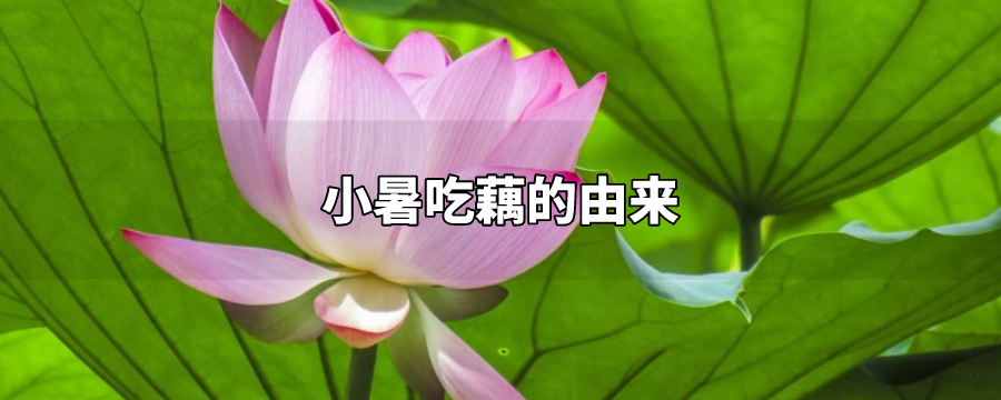 小暑时节吃藕的由来