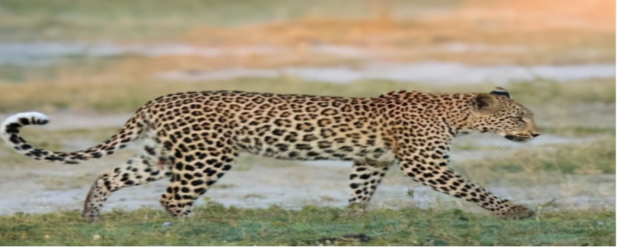 金钱豹会攻击人吗