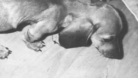1957年11月3日 苏联载狗的卫星二号上天