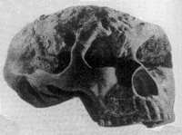 1964年11月3日 蓝田猿人头盖骨发现