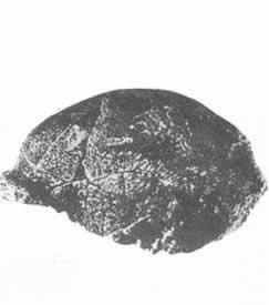 1929年12月2日 北平周口店发现中国猿人头盖骨