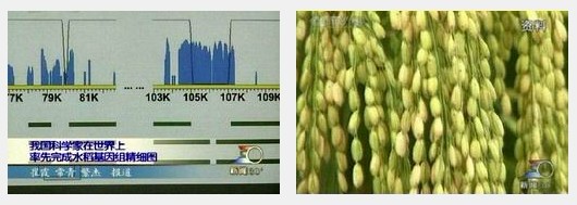 我完成世界首张水稻基因组精细图