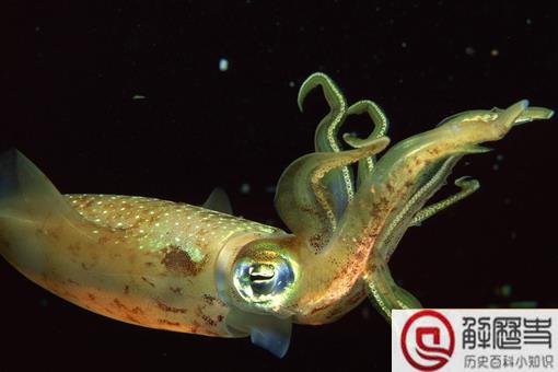 乌贼为什么是四维生物 思维生物真的存在吗