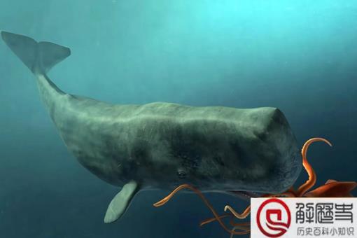 乌贼为什么是四维生物 思维生物真的存在吗