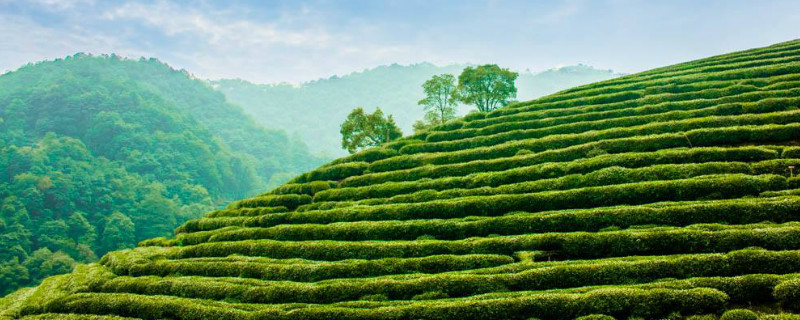 曾被乾隆封为御茶的茶叶是