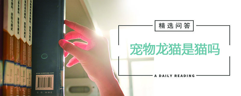 我们经常饲养的宠物龙猫是猫吗