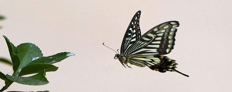 蝴蝶辨别食物味道用的是哪个身体部位