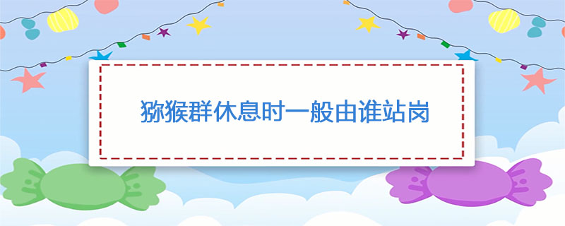 猕猴群休息时一般由谁站岗