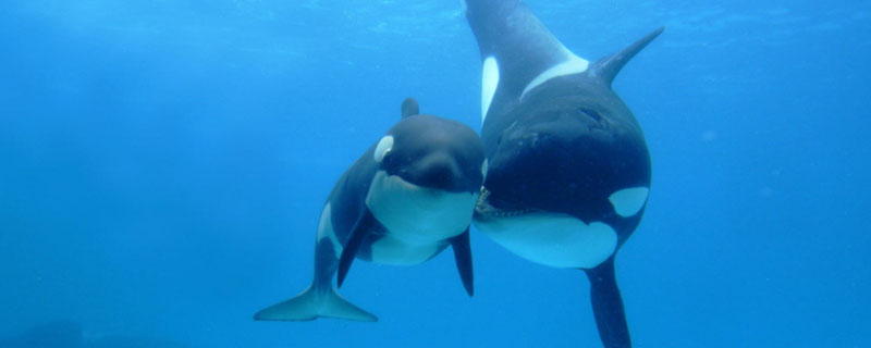 鲸鱼一分钟心跳是几次