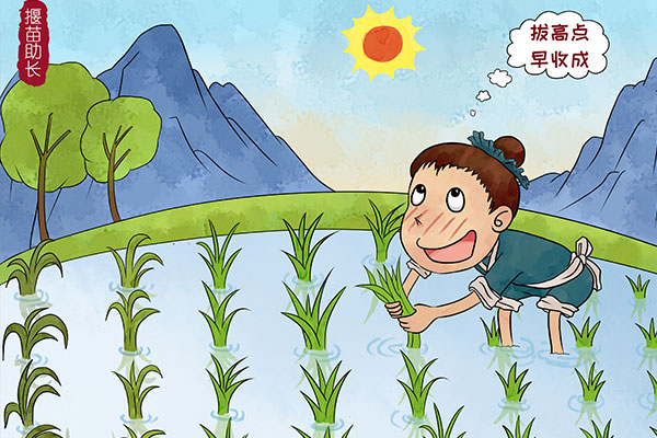 揠苗助长中禾苗枯死是因为什么