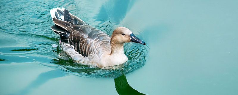 小鸭子在水里游泳怎么形容