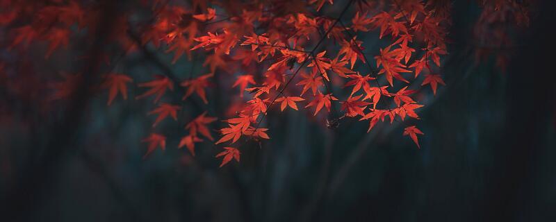 红胜二月春花的枫叶表达了诗人什么的情感