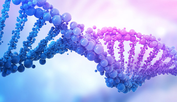 dna分子结构是什么