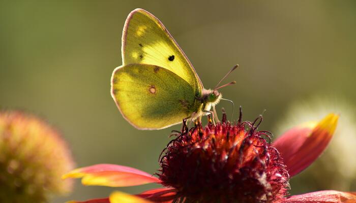 昆虫记每章节内容概括