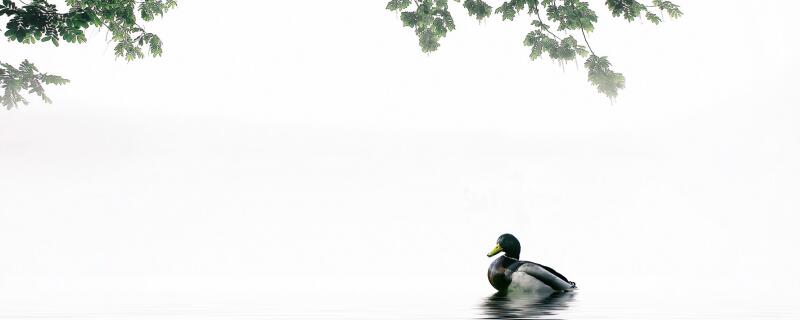 苏辙是哪个朝代的