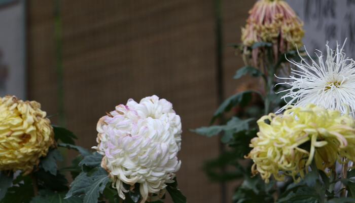 古诗行军九日思长安故园的翻译