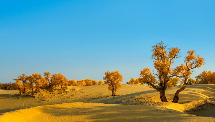 大漠深处的胡杨赏析