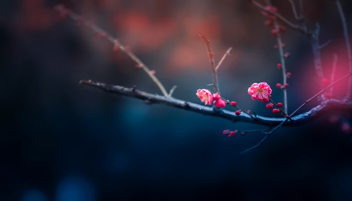 雪梅题目的意思