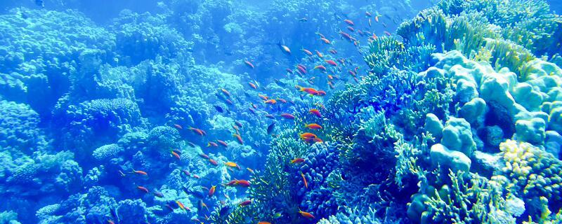 海底世界课文从哪几个方面介绍海底世界的