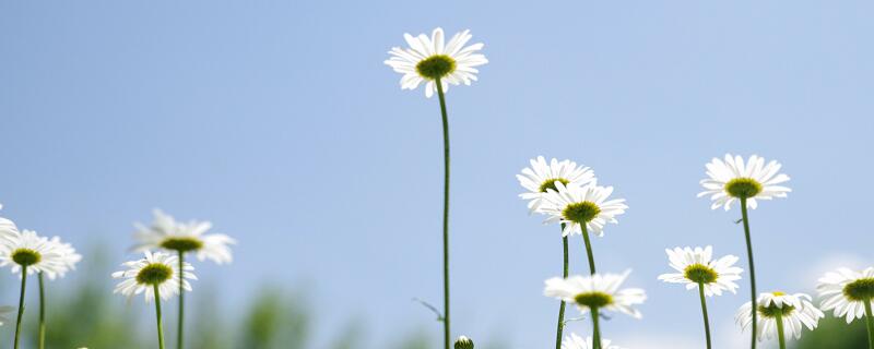 才感盛夏 忽而立秋什么意思