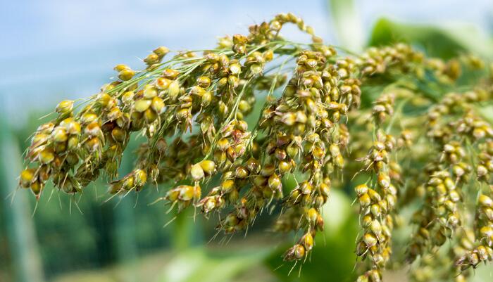 珍惜粮食的宣传标语