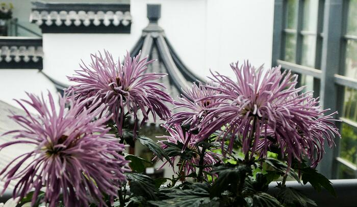 古诗行军九日思长安故园的翻译