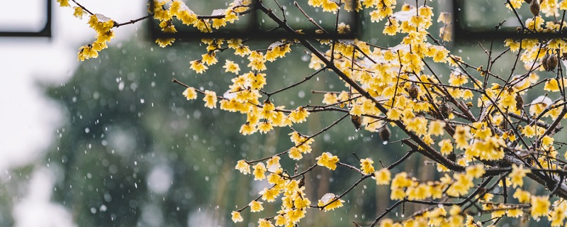 雨后的花怎么形容