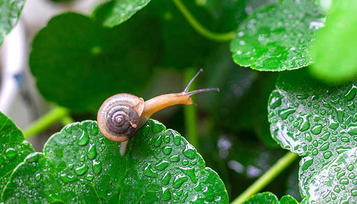 随风潜入夜，润物细无声的意思
