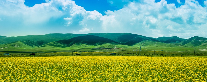 油菜花的传播方式是什么