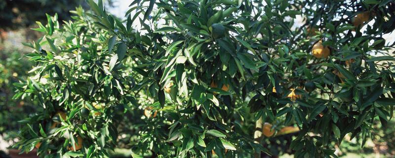 两棵柠檬树的道理