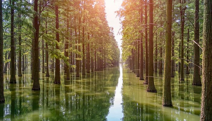 整体性原理和系统整体性原理区别