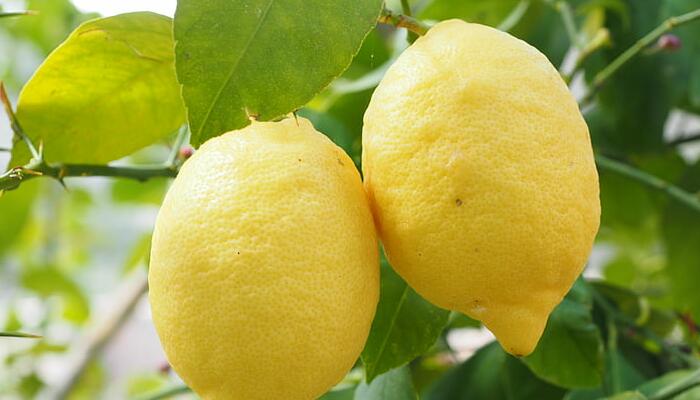 两棵柠檬树的道理