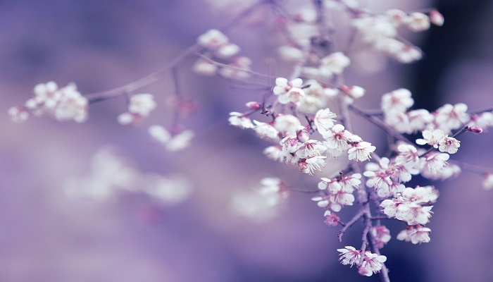 驿路梨花标题的含义