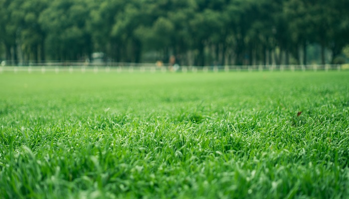 春风一拂千山绿的下一句诗句是什么