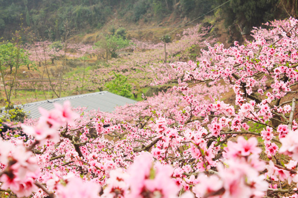 桃花溪的诗意