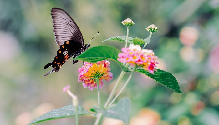 昆虫记每章节内容概括