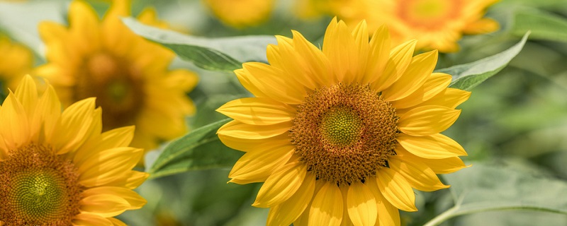 长歌行出自什么