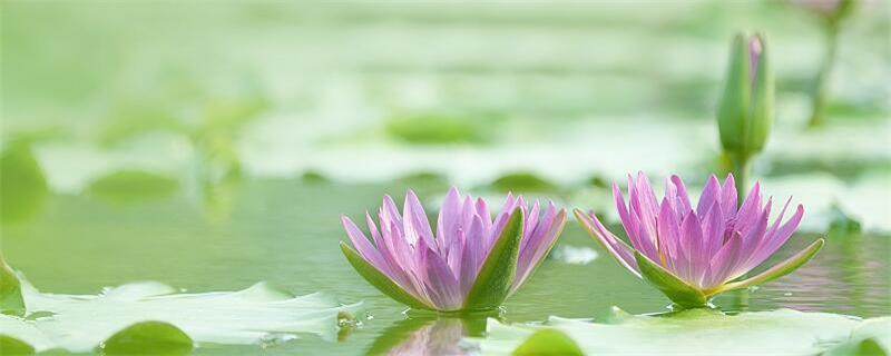 小池和池上描写的是哪个季节