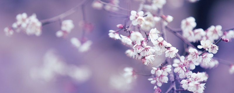 驿路梨花标题的含义和作用