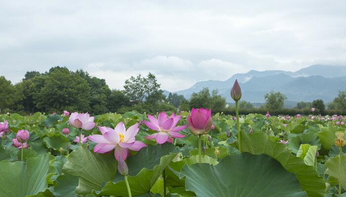 夏日荷花初开的优美句子