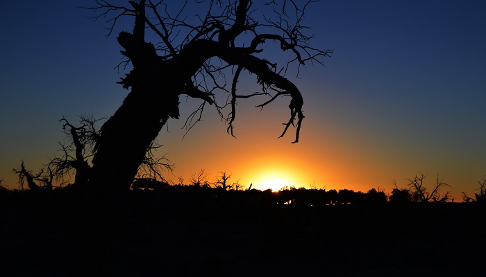 藤的力量主要内容