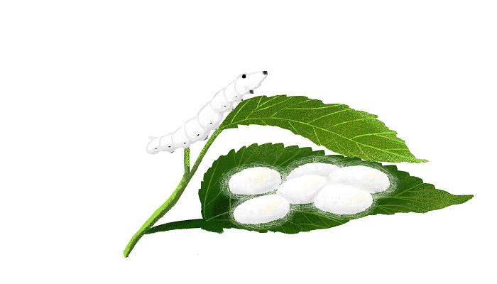 蚕蛹与蚕的幼虫有哪些相同与不同
