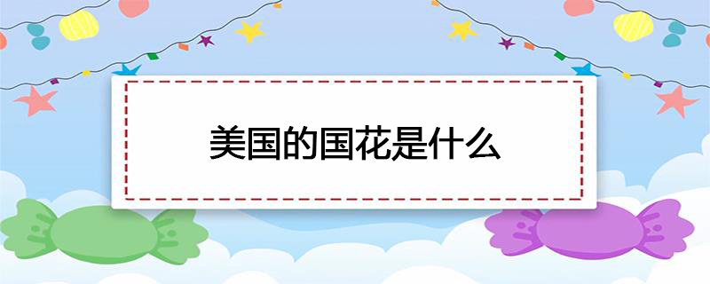 美国的国花是什么